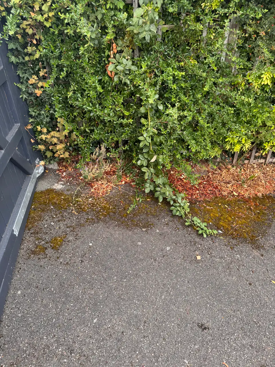 Tarmac beside a gate and hedge before cleaning